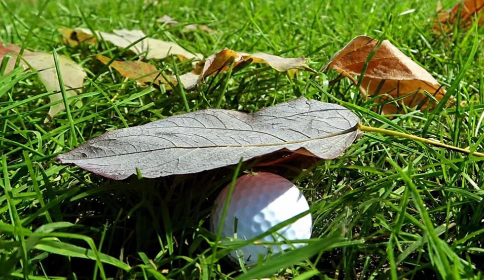 The worst coloured golf balls can be surprisingly difficult to track and find, with black, red, gold and glittery designs among the hardest to see on the course. Hidden golf balls under leaves.